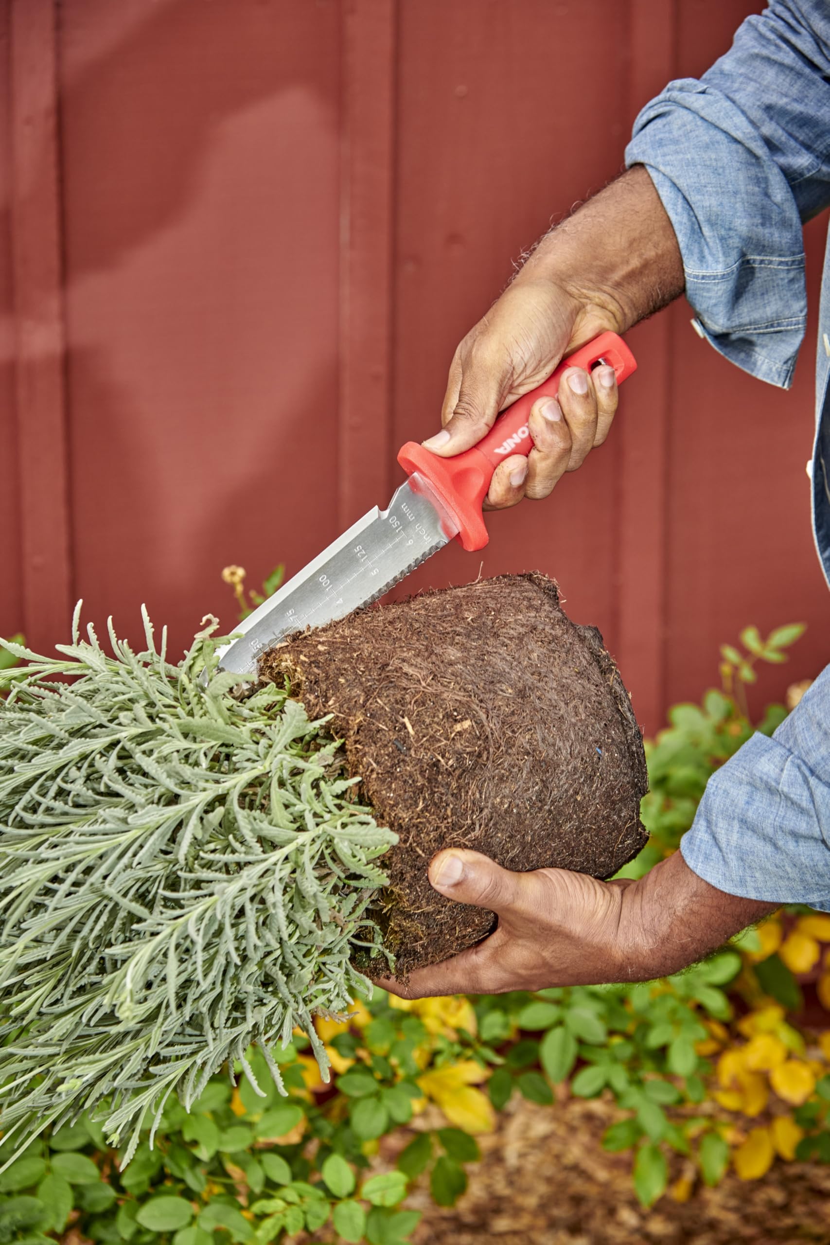 Corona Hori knife cutting through roots and sod.