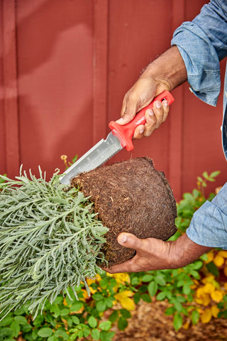 Corona Hori knife cutting through roots and sod.