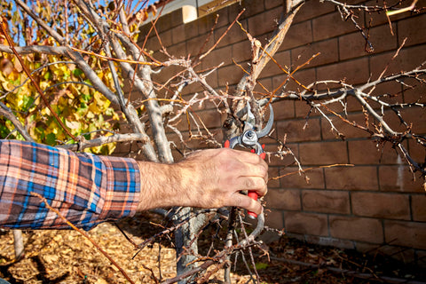 Corona Tools DualCUT pruner blade in action delivering clean cuts.