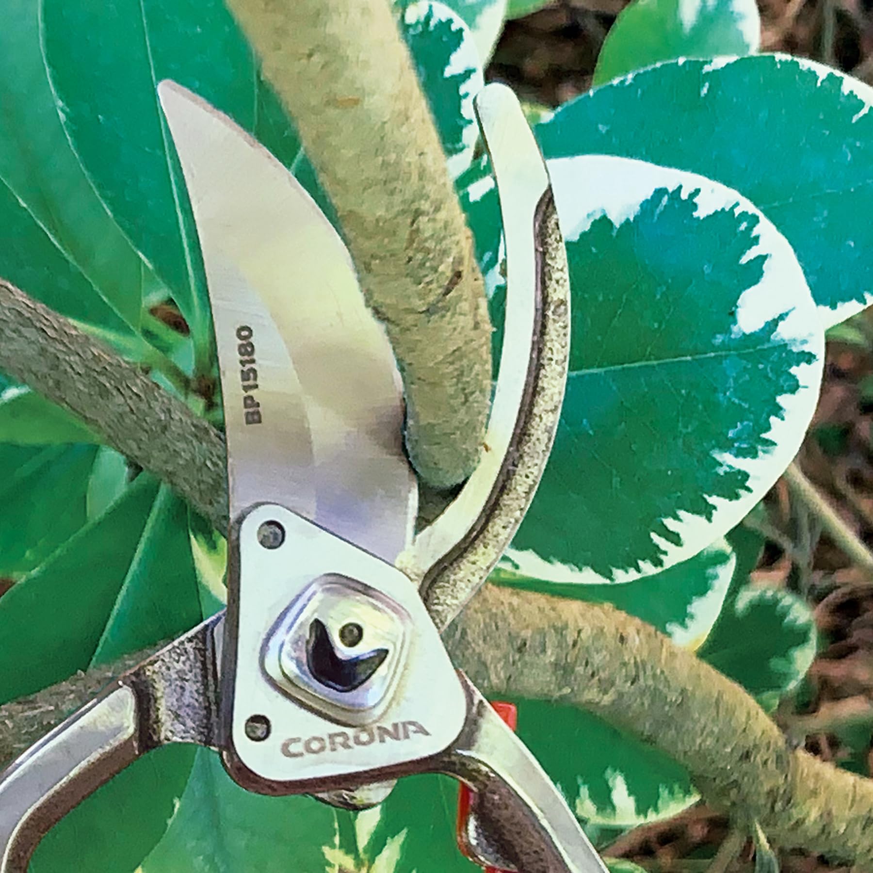  corona forging steel handles provide a secure, comfortable grip during extended pruning.
