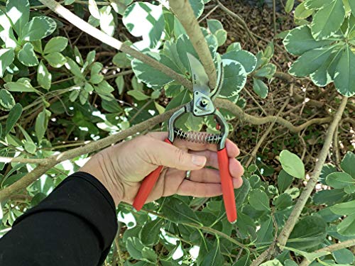 Precision cuts preserve plant tissue and promote healthy regrowth.