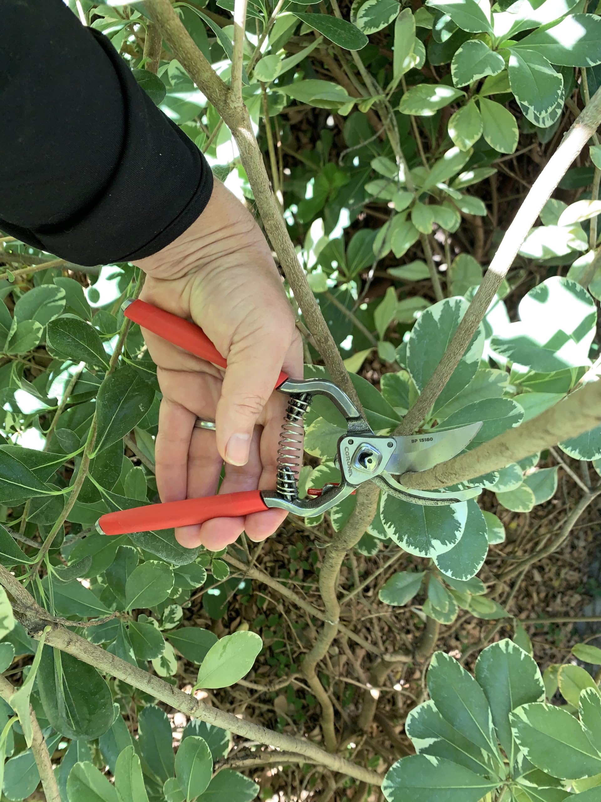 Corona Tools pruner in use trimming a thick woody branch.