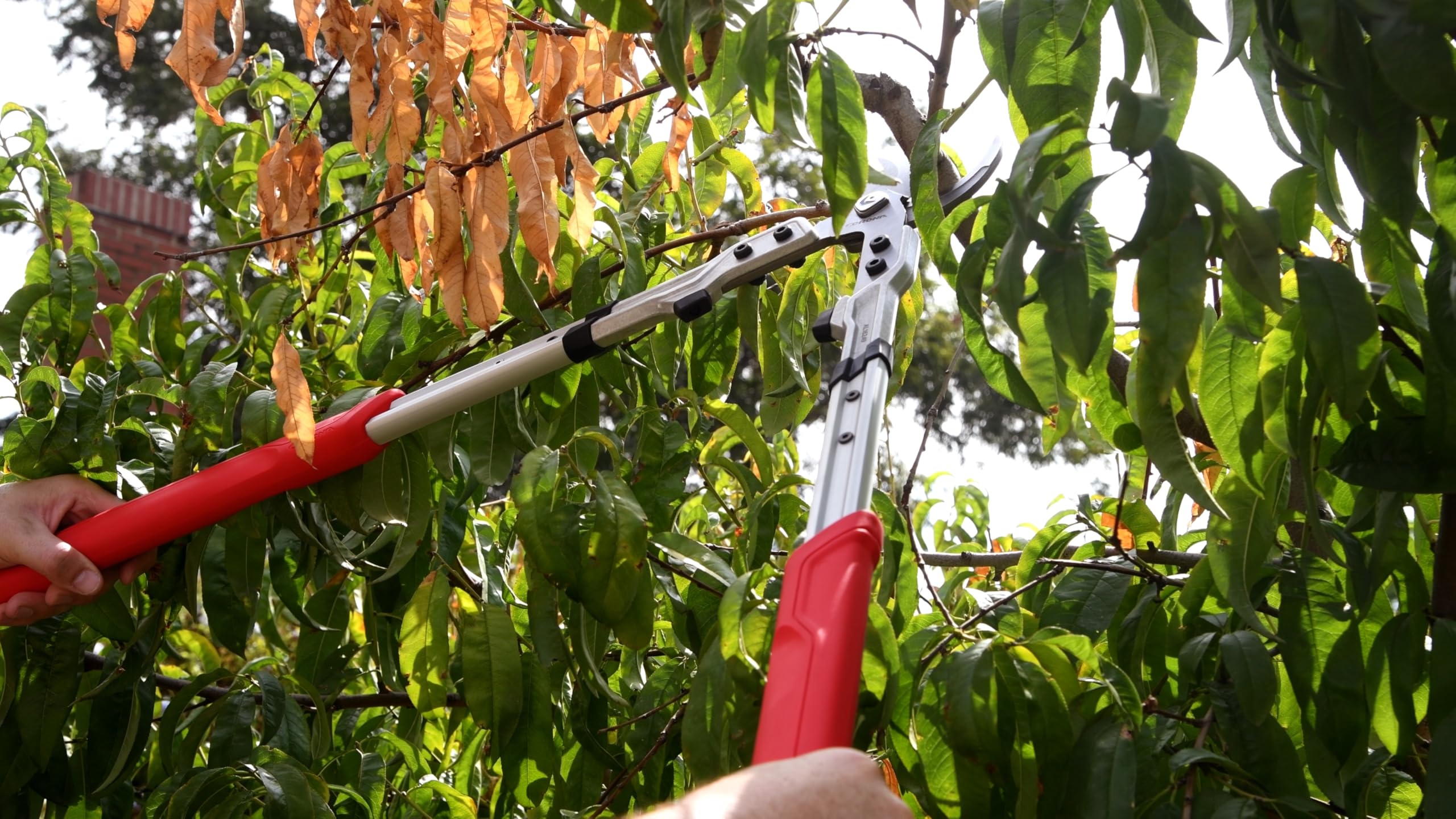 Close-up of the precise bypass blade on Corona X Series Pro Lopper.