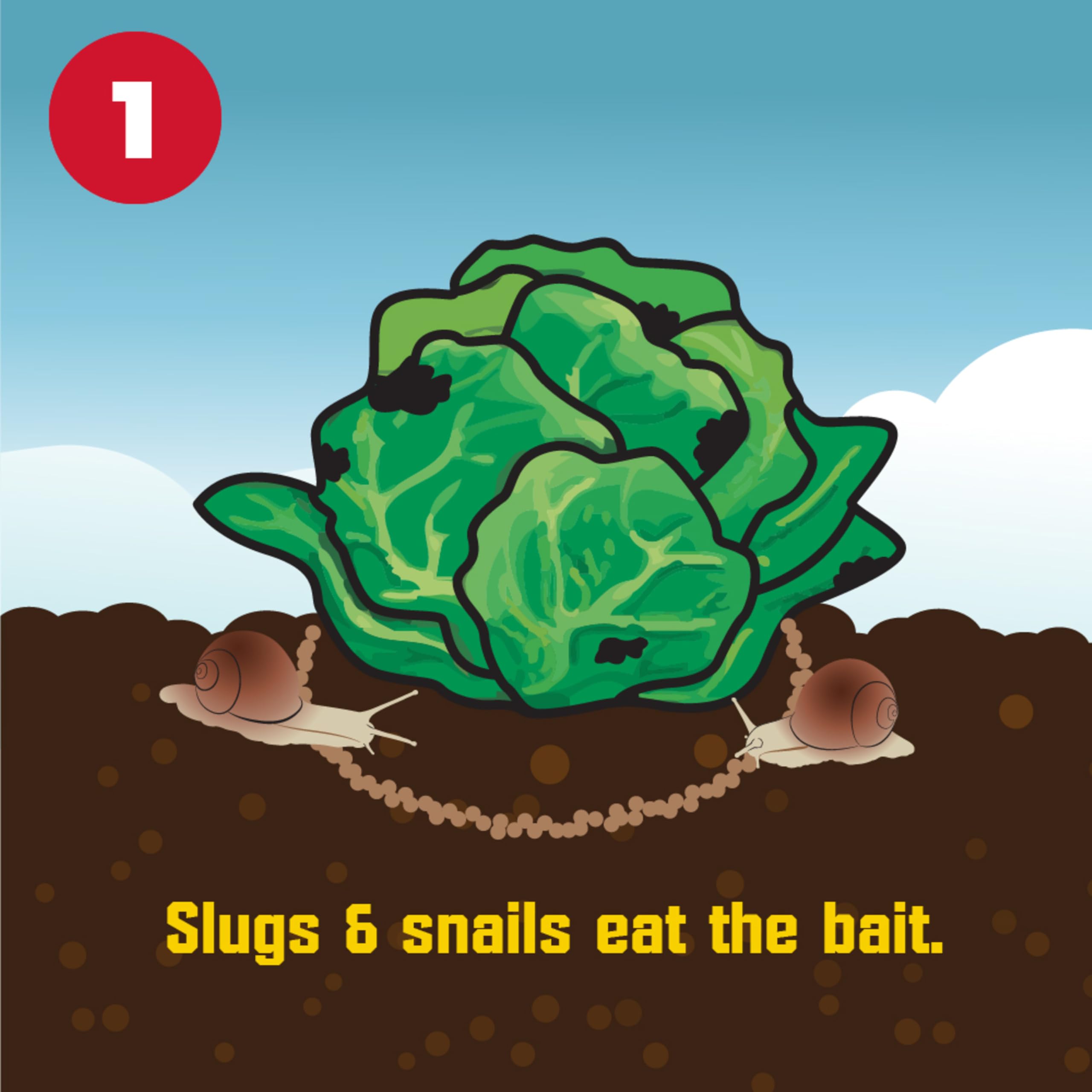 Corry's Slug Snail Killer applied near vegetable plants for edible garden protection