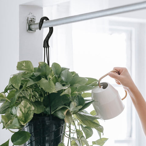 Cosmos hanging planter on terrace demonstrates space-saving display.