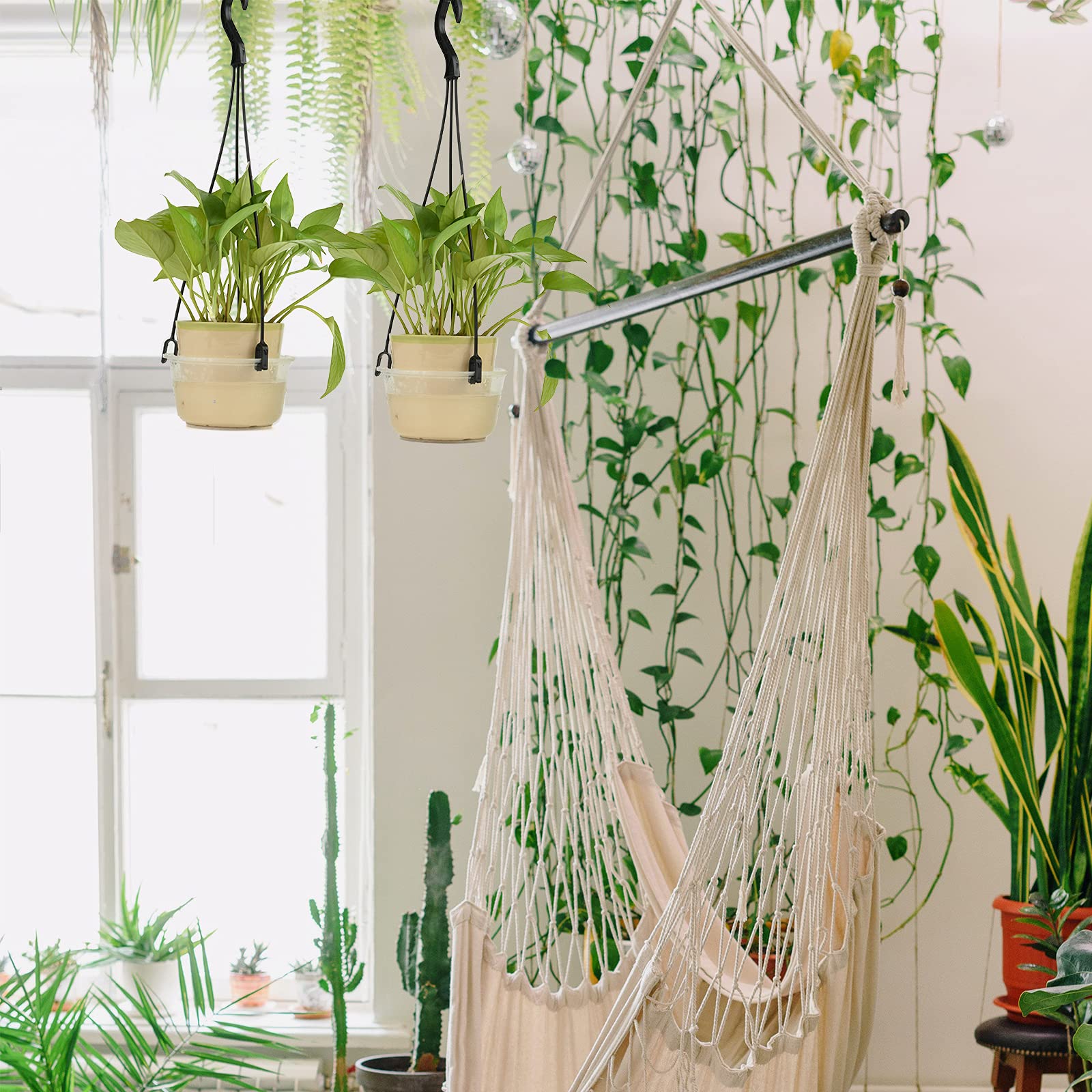 Cosmos indoor display with hooks on window or shelf.