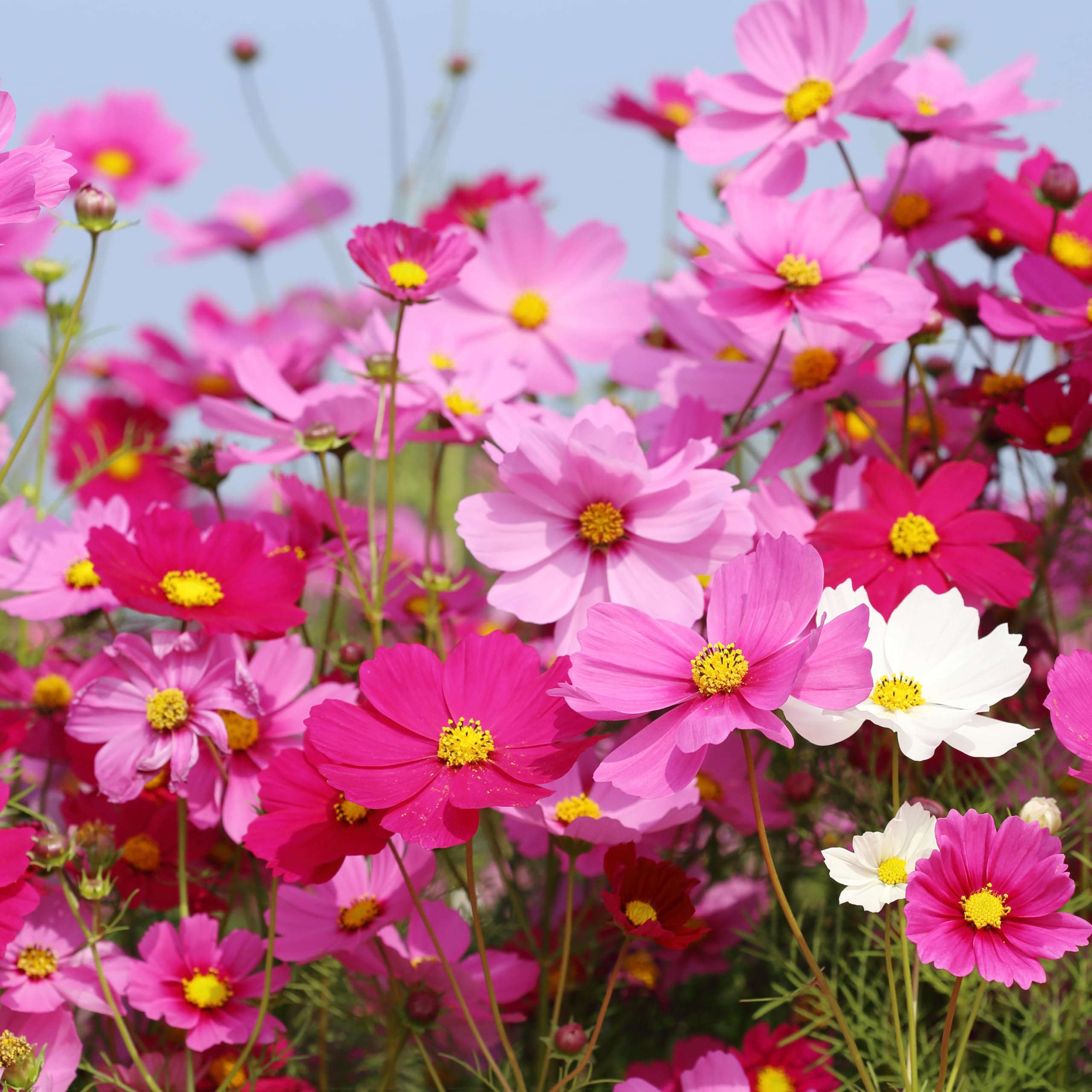 Cosmos Sensation Mix bloom close-up reveals vibrant petals.