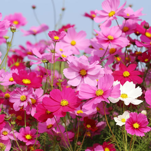 Cosmos Sensation Mix bloom close-up reveals vibrant petals.