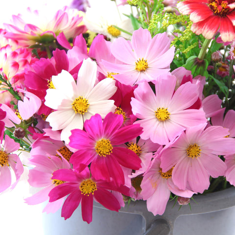 Cosmos Sensation Mix thriving in a small container garden.