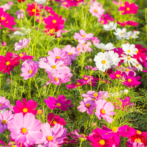 Cosmos Sensation Mix ideal for casual cut flower arrangements.