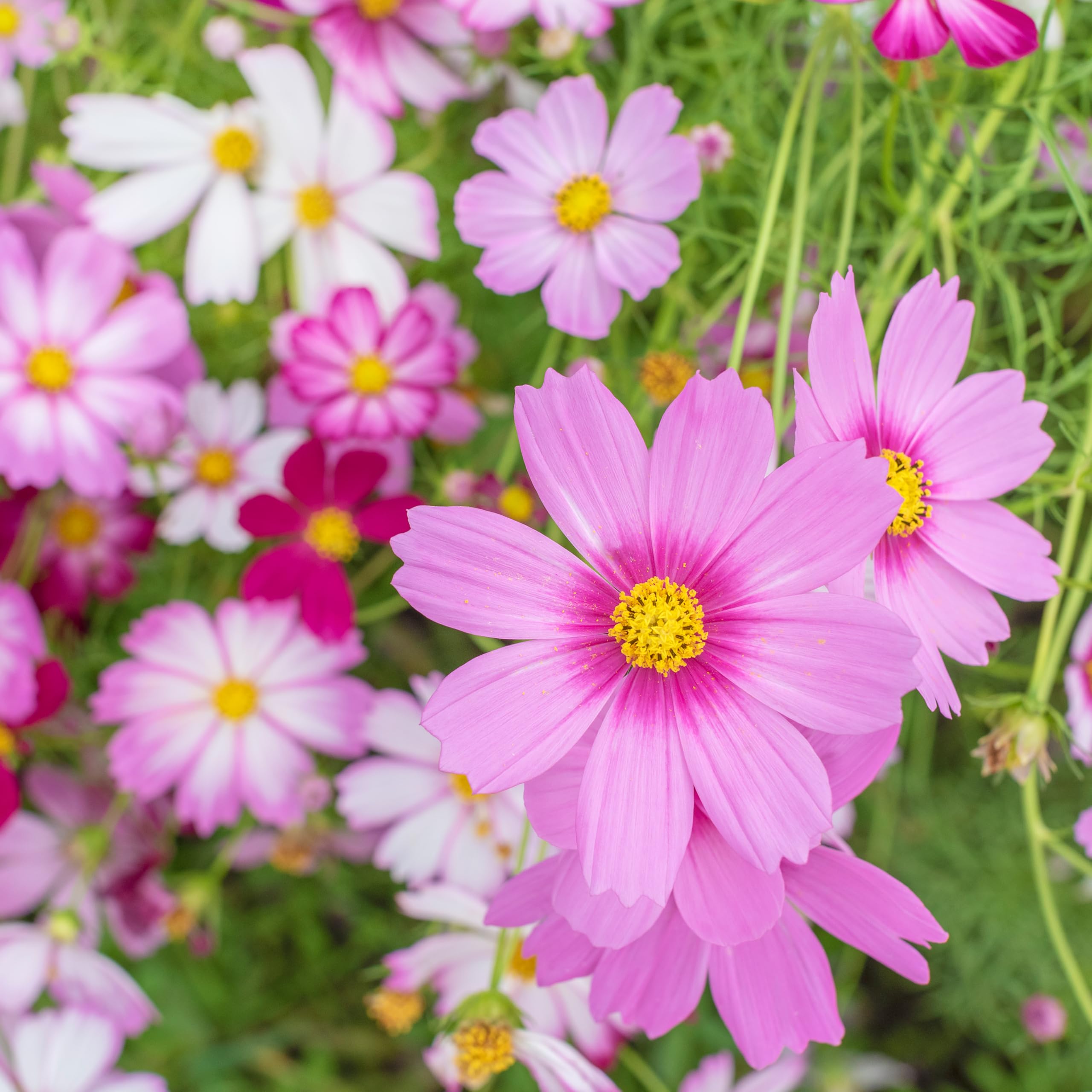 Cosmos Sensation Mix blooming across a sunny garden panorama.