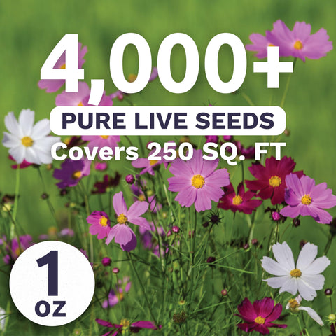 Cosmos Sensation pink white red blooms brighten borders and attract bees.