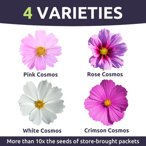 Tall Cosmos Sensation blooms with feathery foliage create a dramatic meadow effect.