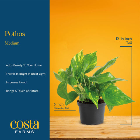Costa Farms pothos delivers air-purifying vibes in any room.