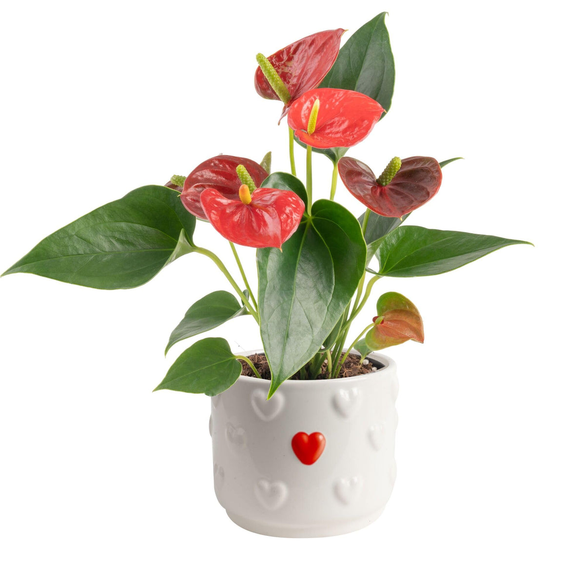 Costa Farms Anthurium blooms in a decorative pot brighten tabletops with year-round color.