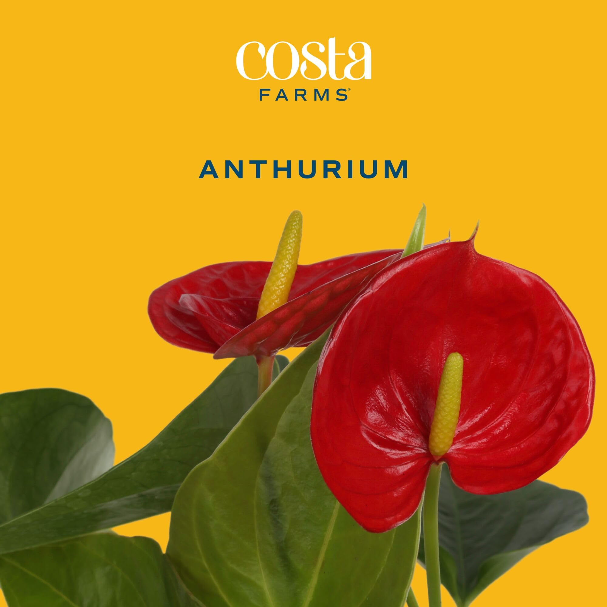 Costa Farms Anthurium glossy green leaves close-up for a sophisticated home décor touch.