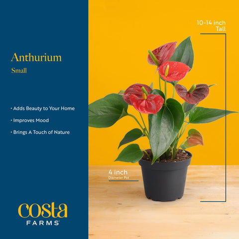 Costa Farms Anthurium in sunny window shows ideal lighting for thriving blooms.