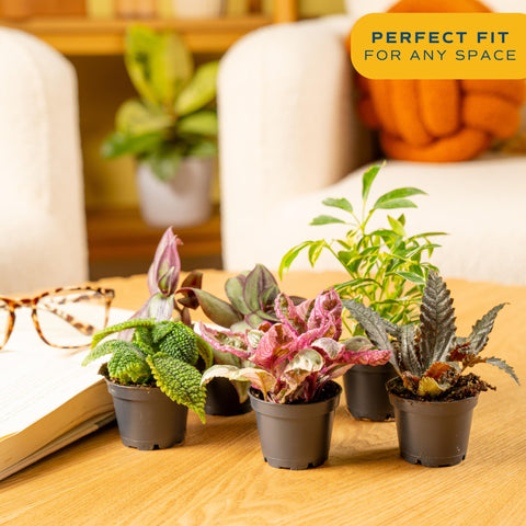 Costa Farms assorted foliage mix showing diverse leaves for easy home greenery