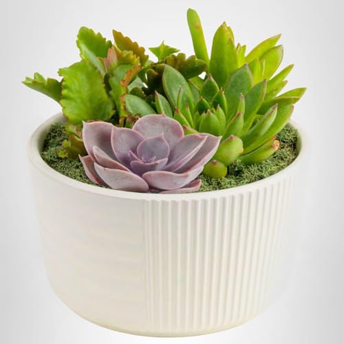 Costa Farms authentic succulents suitable for USDA Zone 3-11 indoors