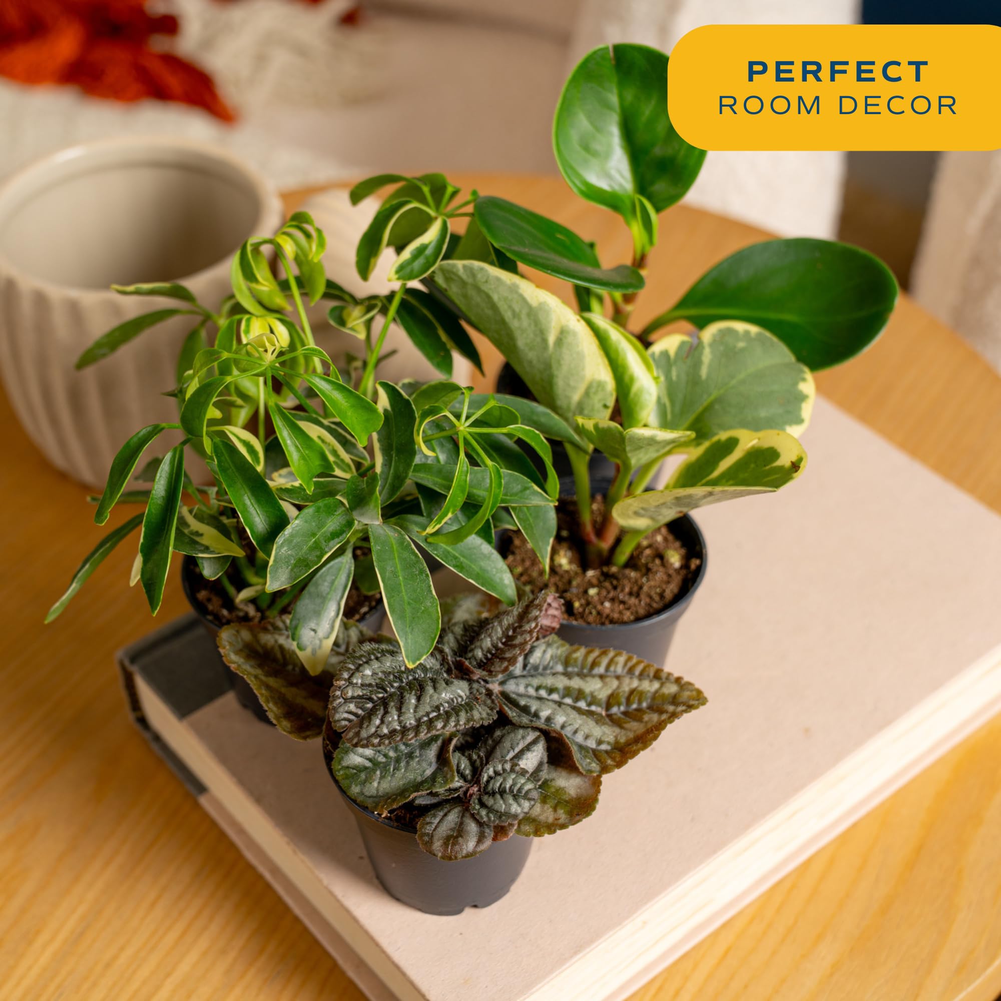 Costa Farms beginner friendly care guide with weekly watering