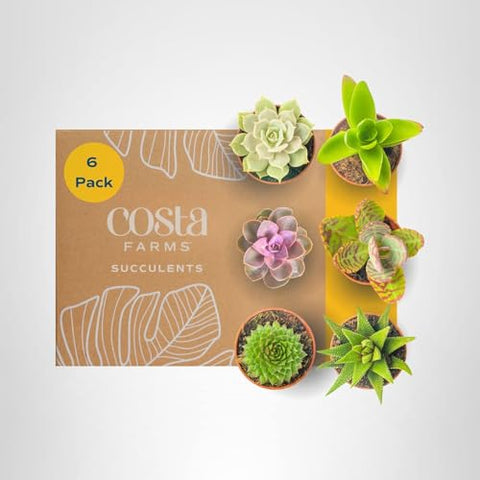 Costa Farms beginner-friendly indoor plants require minimal watering and care.