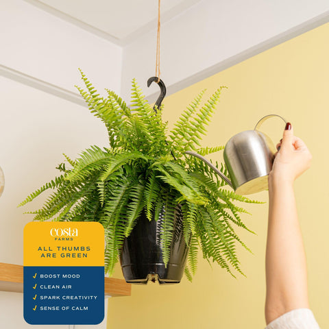 Costa Farms Boston Fern thrives in bright indirect light for vibrant growth.