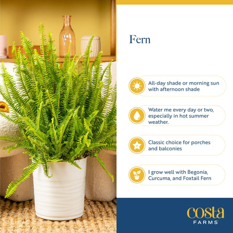 Costa Farms Boston Fern creates a calming, nature-inspired atmosphere at home.