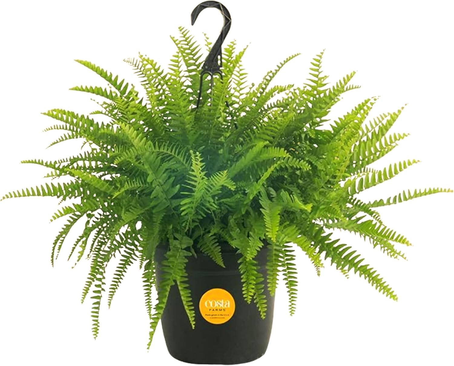 Costa Farms Boston Fern in black grower pot enhances room decor and air quality.