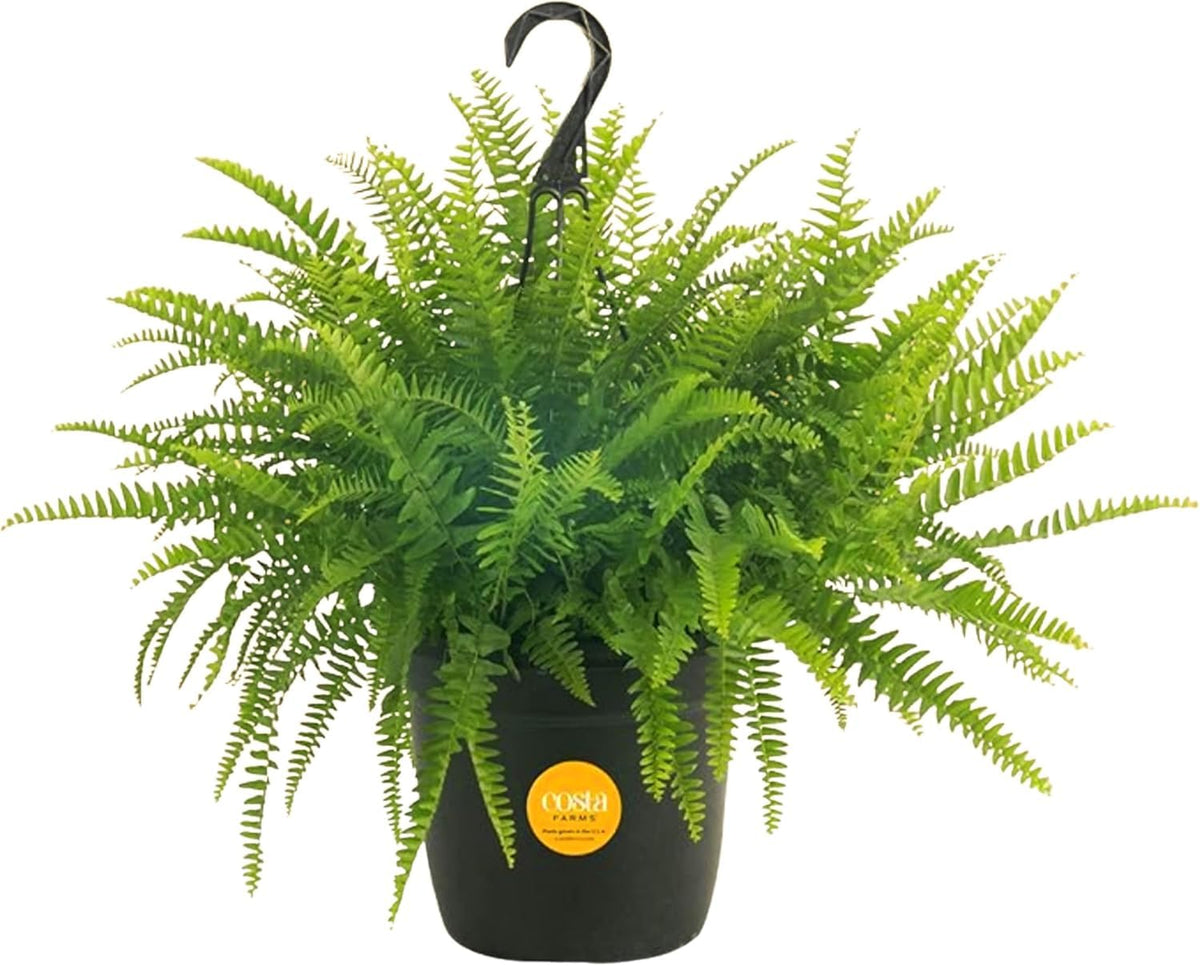 Costa Farms Boston Fern in black grower pot enhances room decor and air quality.