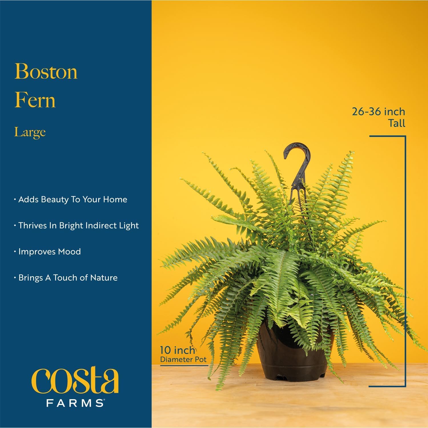 Costa Farms Boston Fern natural texture perfect for shelves or desks.
