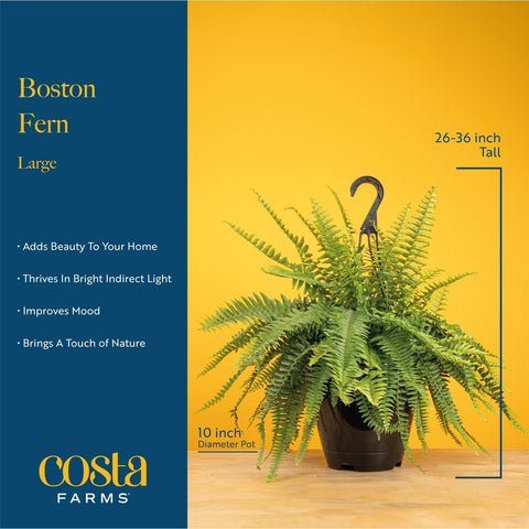 Costa Farms Boston Fern natural texture perfect for shelves or desks.