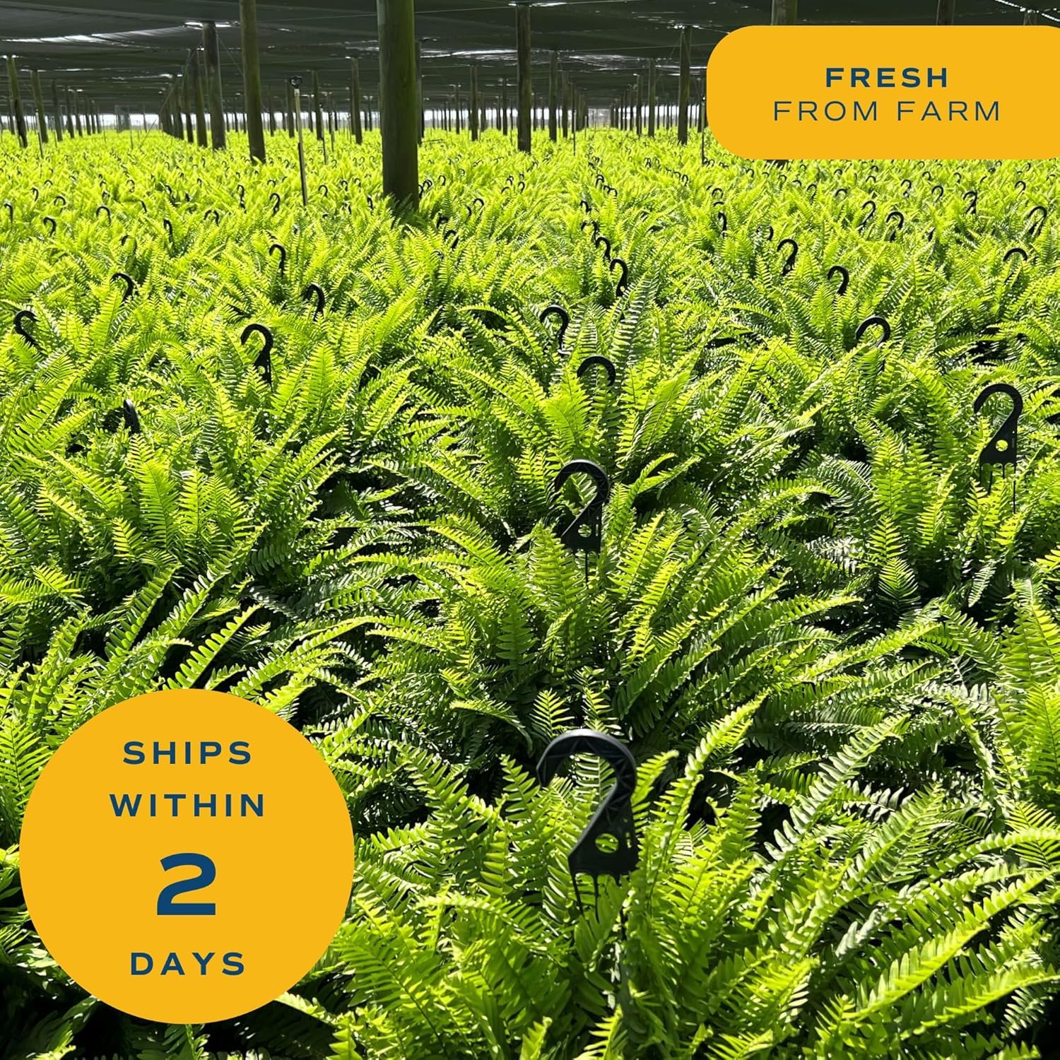 Costa Farms Boston Fern arrives securely packaged, ready to place in your space.