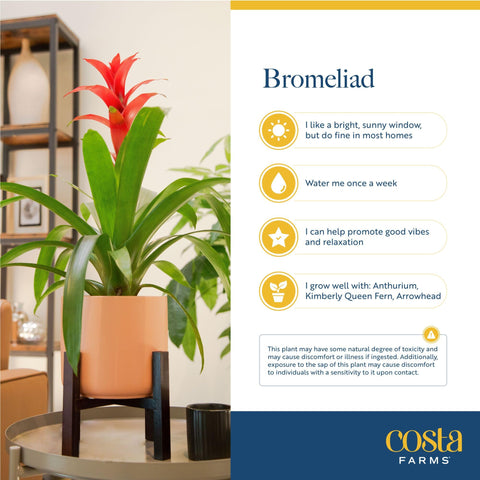 Costa Farms bromeliad green foliage with red bloom complements contemporary interiors