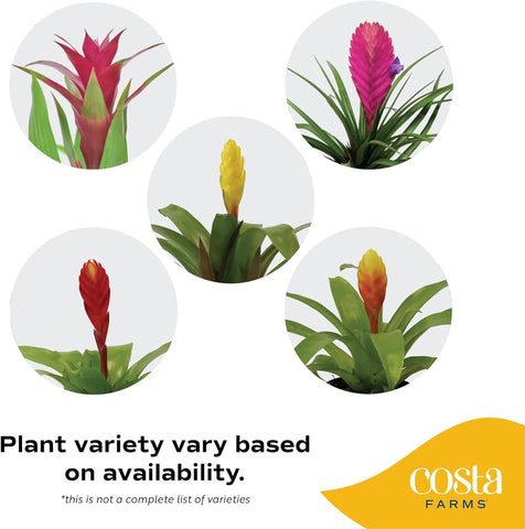 Costa Farms bromeliad indoor plant on window sill brightens desks and shelves