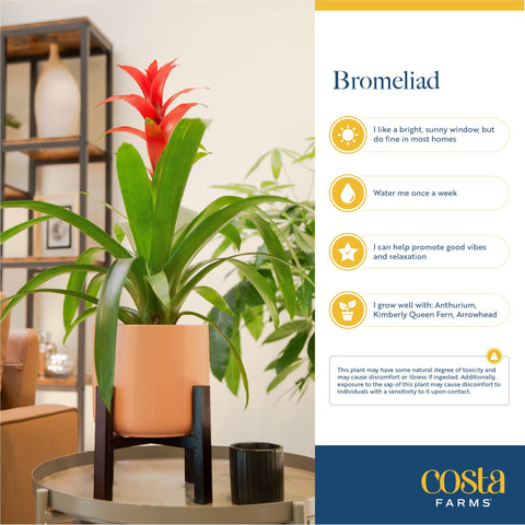 Costa Farms bromeliad natural-light placement supports easy care and long-lasting color