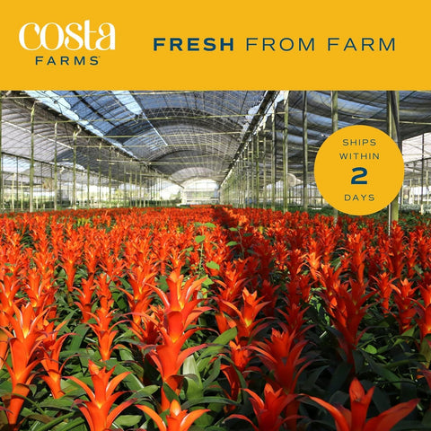 Costa Farms bromeliad potted plant setup enhances small spaces with botanical accents