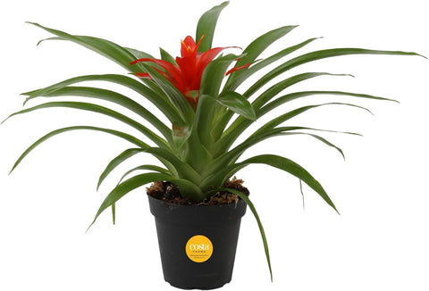 Costa Farms Bromeliad Red Guzmania bloom on tabletop adds vibrant focal point to living spaces