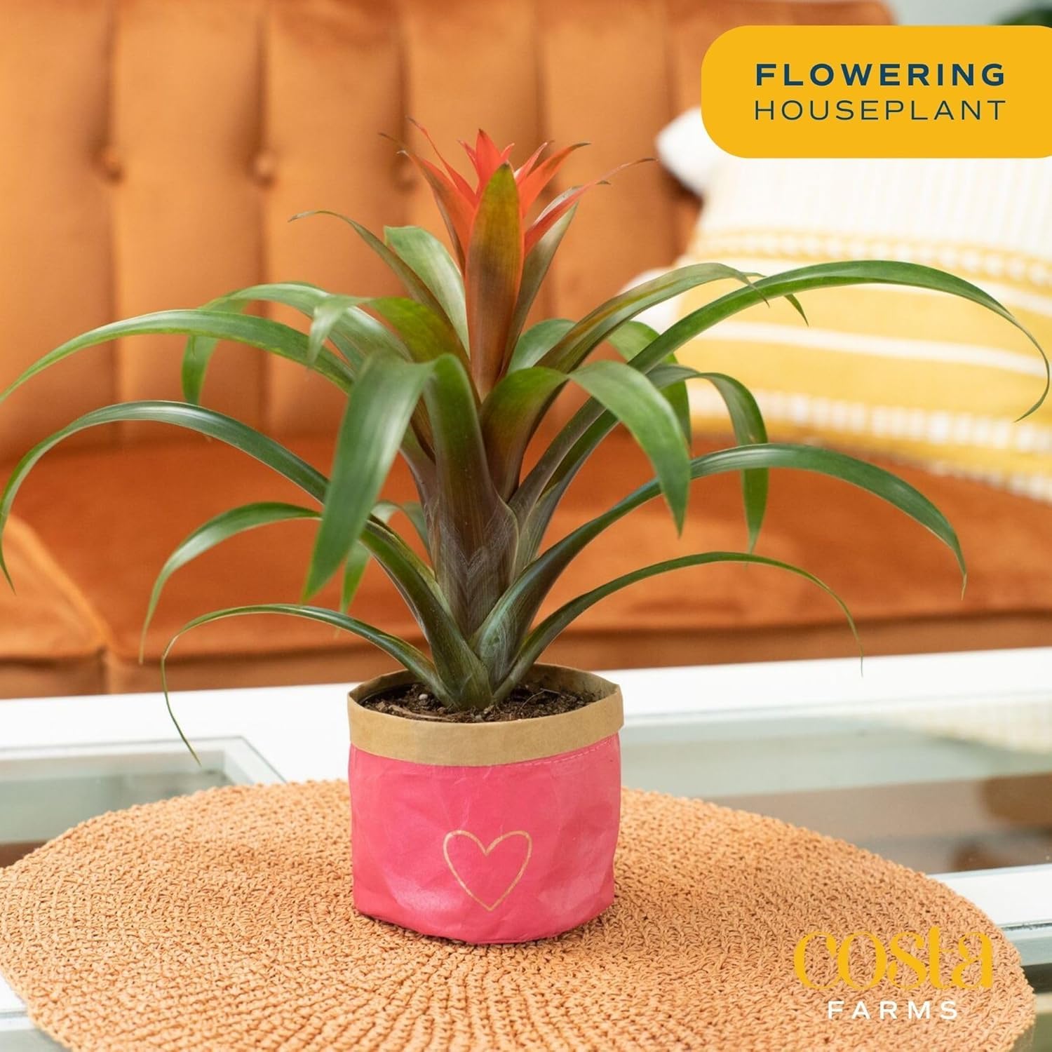 Costa Farms bromeliad red guzmania close-up foliage showcases glossy leaves for modern decor