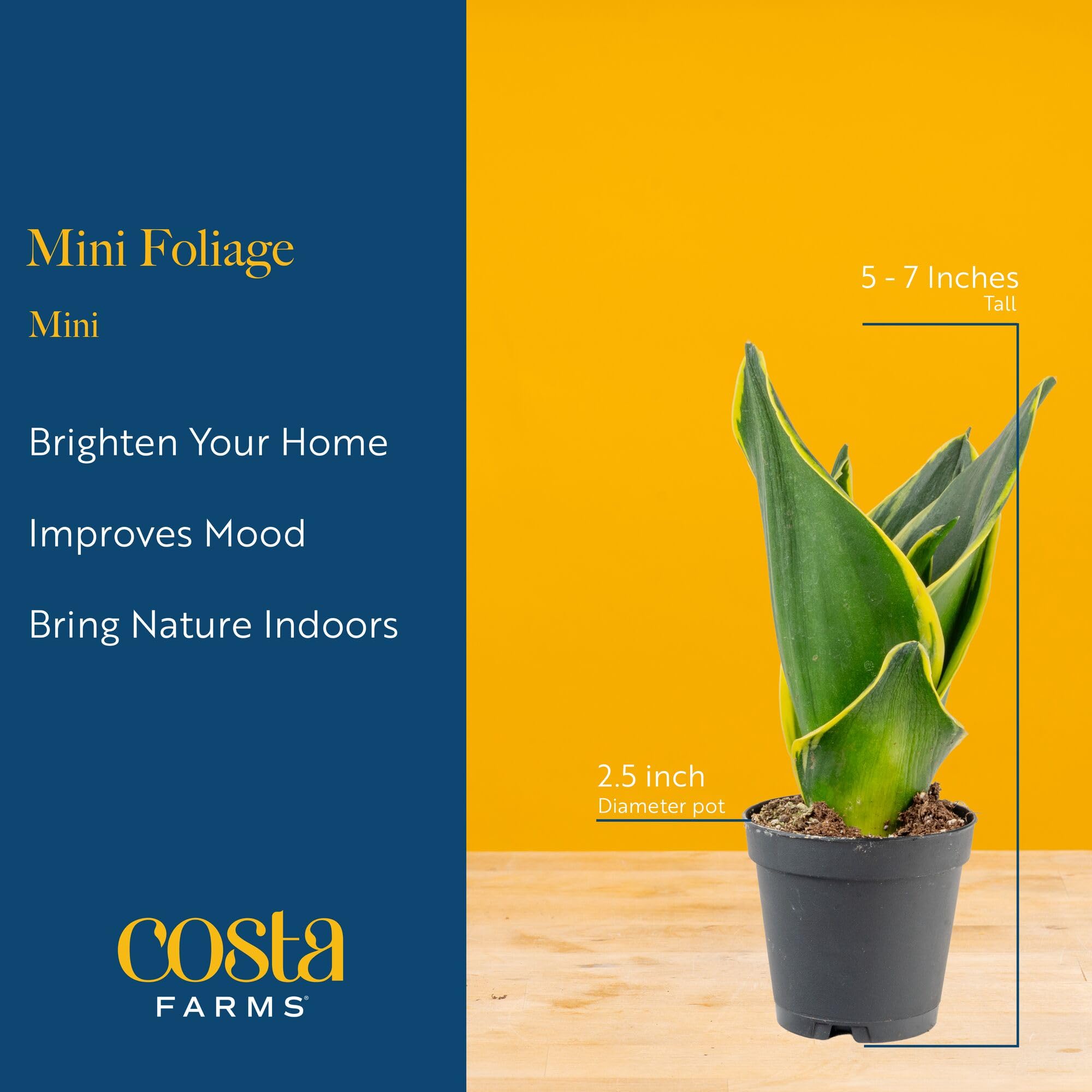Costa Farms calming green sanctuary plants create a relaxed home vibe