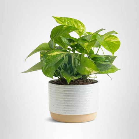 Costa Farms care guide helps you support healthy, thriving pothos.