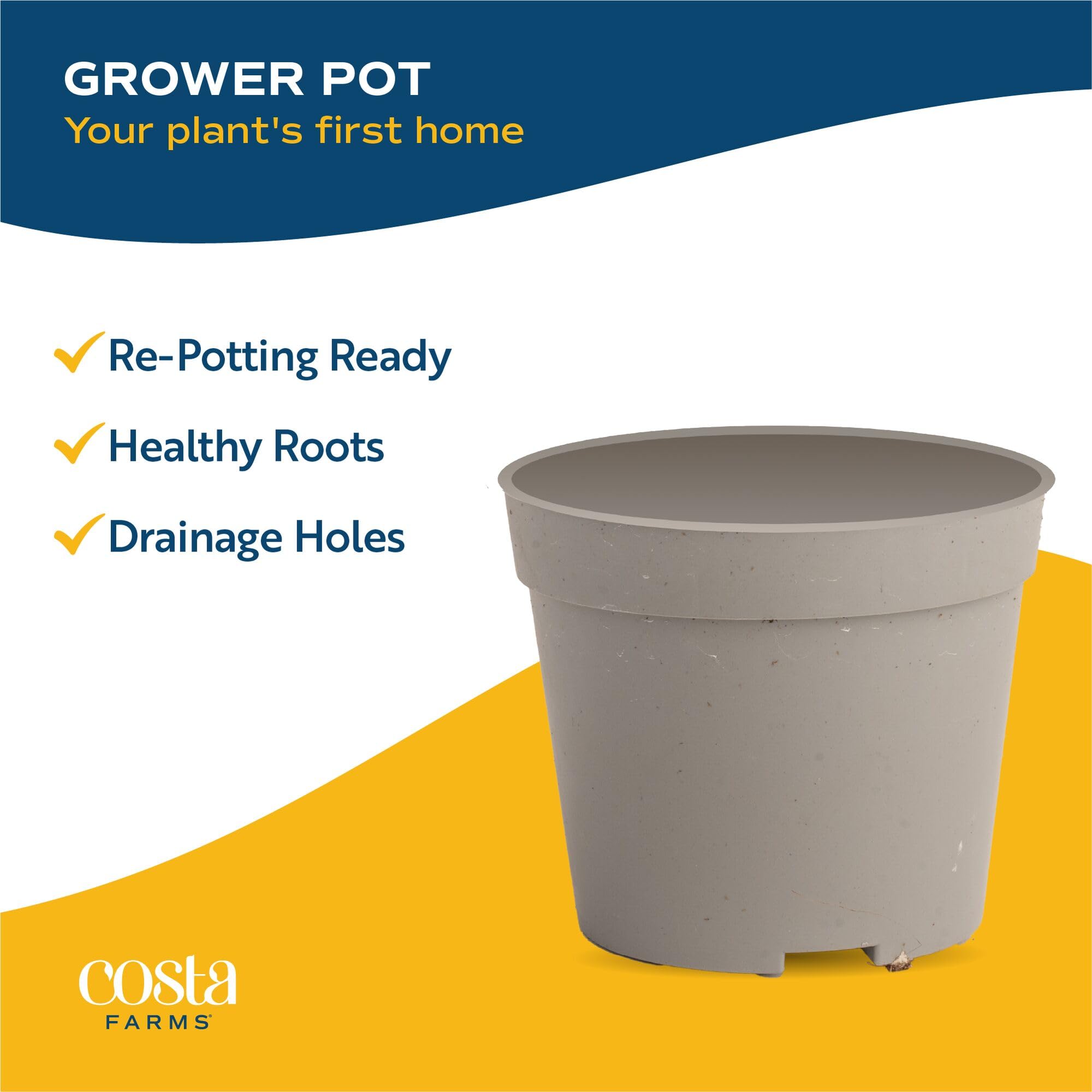 Costa Farms compact 4-inch tall plants fit in small rooms