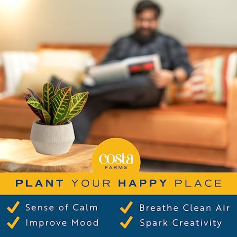 Costa Farms Croton air-purifying plant idea for compact spaces.