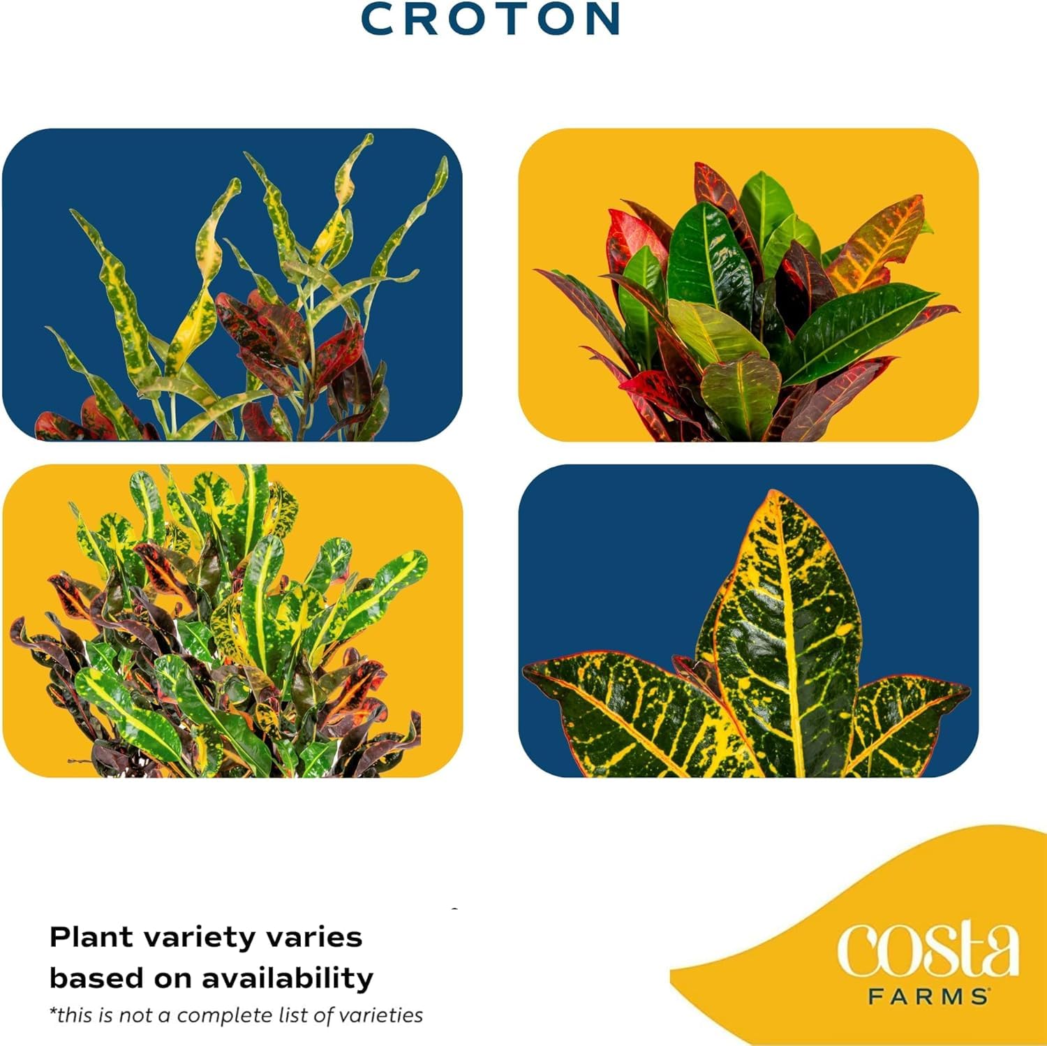 Costa Farms Croton brightly colored leaves create eye-catching focal points in rooms.