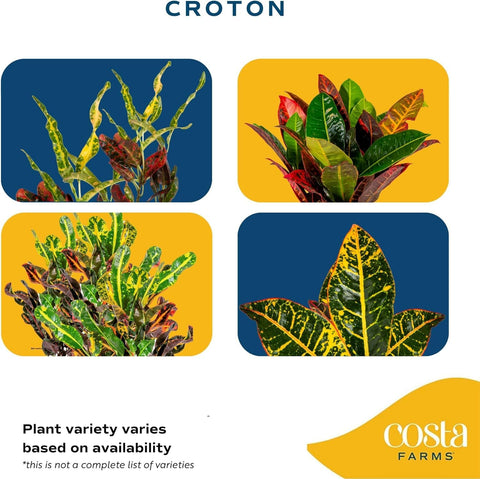 Costa Farms Croton brightly colored leaves create eye-catching focal points in rooms.