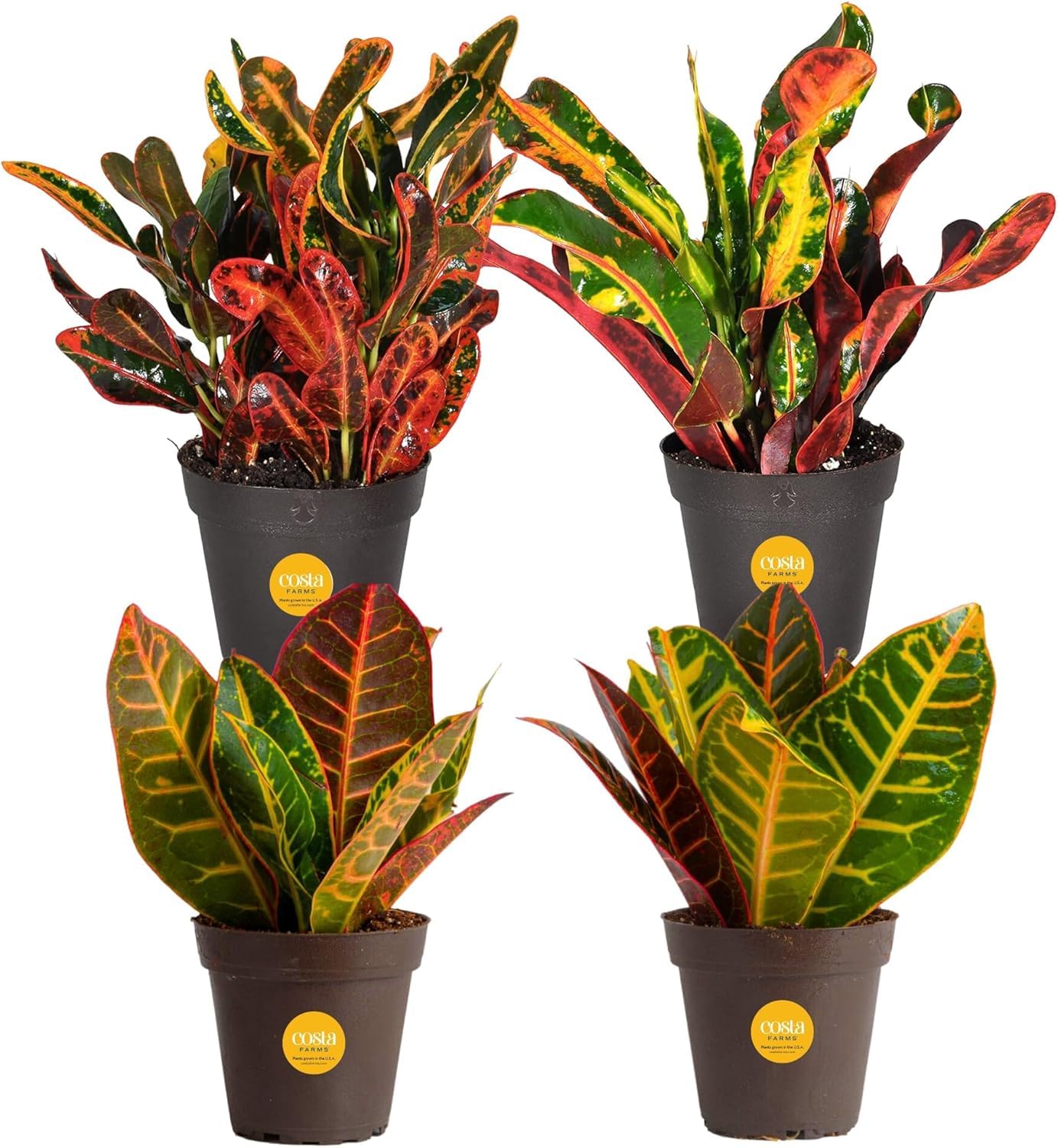 Costa Farms Croton four-pack live plants in nursery pots add tropical color.