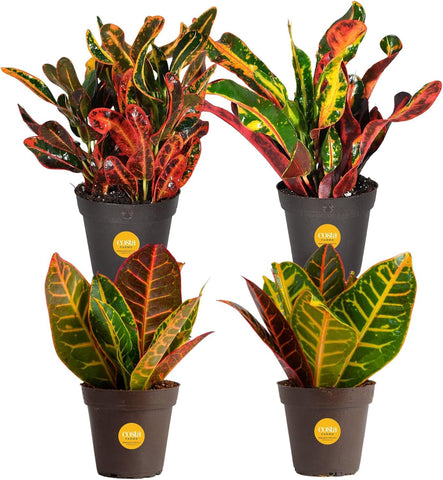 Costa Farms Croton four-pack live plants in nursery pots add tropical color.
