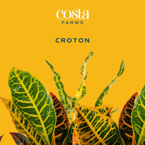 Costa Farms Croton indoor-outdoor pot for bold foliage in home or office.