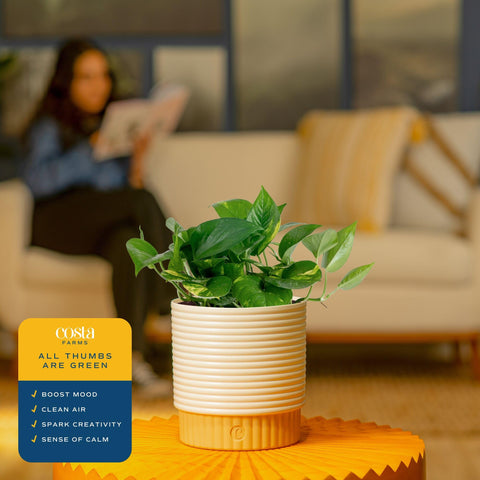 Costa Farms plant on a desk creates a fresh office greenery accent.