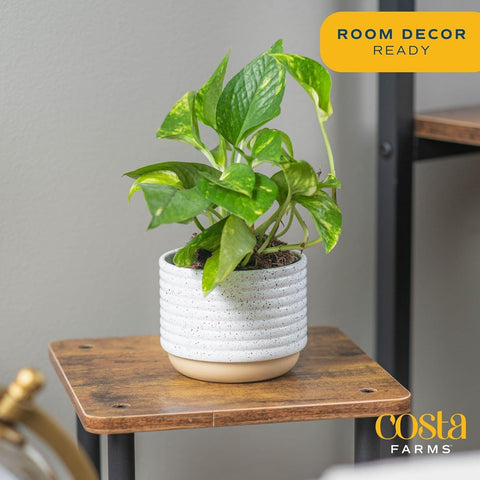 Costa Farms Devils Ivy green foliage closeup for a vibrant, low-maintenance indoor accent.