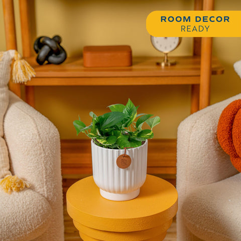 Costa Farms Devils Ivy trailing vines showcase lush foliage for stylish living room decor.
